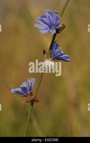 Coquille d'un escargot Helicid (Helicidae) attaché à un bleuet sauvage ou un baccalauréat (Centaurea cyanus), Crète, Grèce Banque D'Images