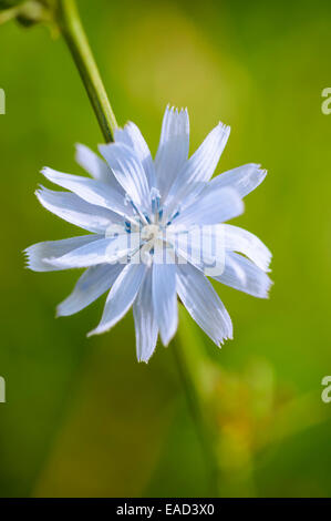 Chicorée, Cichorium intybus, objet bleu, fond vert. Banque D'Images