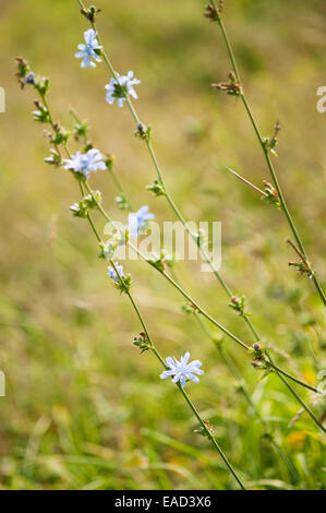 Chicorée, Cichorium intybus, objet bleu, fond vert. Banque D'Images