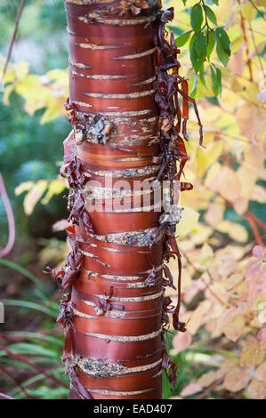 Le cerisier, Prunus serrulata, Red sujet. Banque D'Images