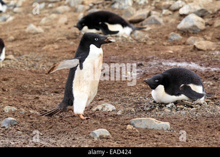 Les manchots Adélie (Pygoscelis adeliae) des profils avec matériel de nidification, reproduction, Devil Island, Antarctica Banque D'Images