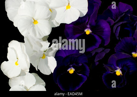 Fleur en blanc et violet foncé, contrastant sur chaque côté. Banque D'Images