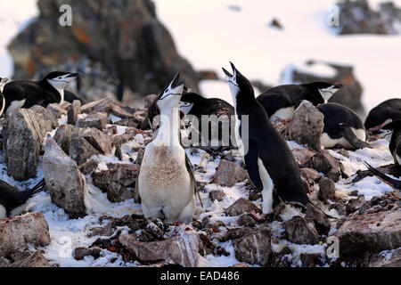 Gamla (Pygoscelis antarctica), couple, séduction, lieu de nidification, Brown Bluff, l'Antarctique Banque D'Images