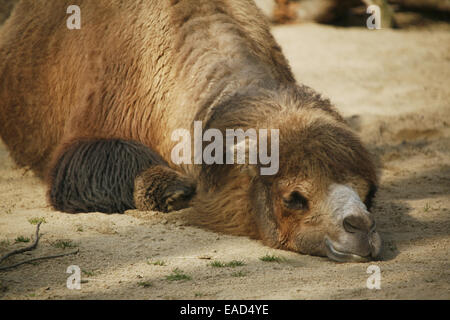 Chameau de Bactriane (Camelus ferus), se reposant dans le sable Banque D'Images