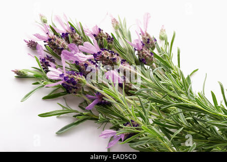 La Lavande, lavande française, Lavandula stoechas, Violet matière, fond blanc. Banque D'Images