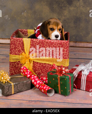 Sept semaines adorable petit chiot beagle dans un cadeau de Noël Banque D'Images