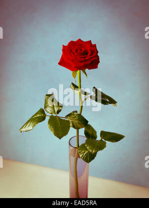 Rose, Rosa- rose, Grand Prix de l'objet rouge. Banque D'Images