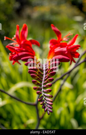 De belles scènes à travers des jardins avec des portraits de plantes Banque D'Images