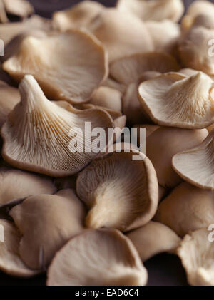 Pleurotes, Pleurotus ostreatus, vue du dessus de plusieurs champignons brun pâle tournée vers certains montrant la crème des branchies. Banque D'Images