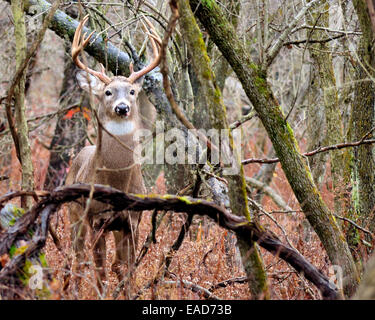 Buck Cerf debout dans les bois. Banque D'Images