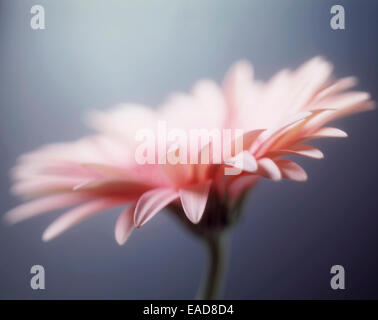 Barberton, Gerbera, Gerbera jamesonii marguerite, Rose matière, fond gris. Banque D'Images