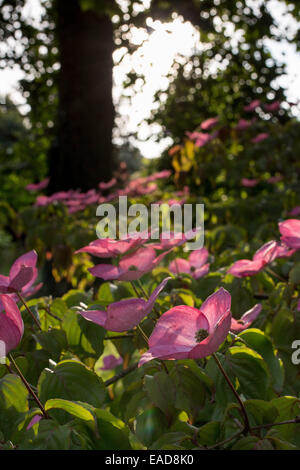 De belles scènes à travers des jardins avec des portraits de plantes Banque D'Images