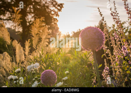 De belles scènes à travers des jardins avec des portraits de plantes Banque D'Images