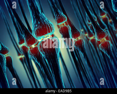 La transmission synaptique des synapses , , système nerveux humain Banque D'Images