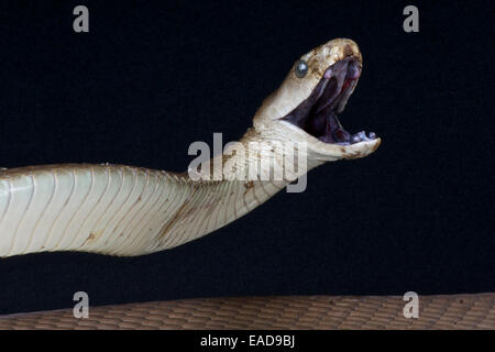 Attaquer Black Mamba / Dendroaspis polylepis Banque D'Images