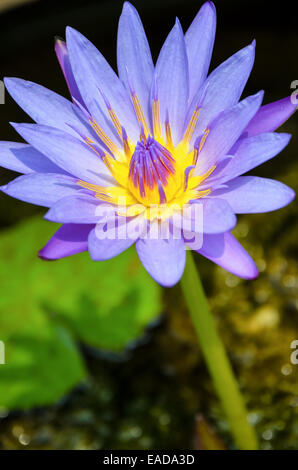 Lotus ou nénuphar ( Nymphaea Nouchali ) belle fleur pourpre en Thaïlande Banque D'Images