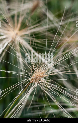 Allalihorn Pennisetum villosum, sous réserve de différentes couleurs. Banque D'Images