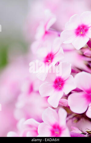 Phlox, Phlox paniculata 'Miss' poivre rose, sous réserve. Banque D'Images