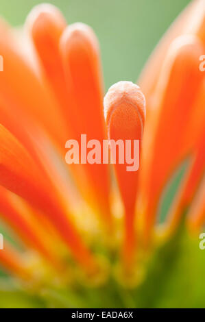 Pyrostegia venusta, vigne de flamme, l'objet Orange, fond vert. Banque D'Images