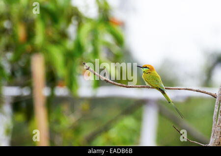 Little Green Bee Eater ou Merops orientalis bird Banque D'Images
