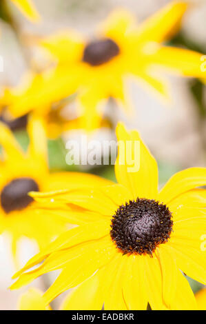 Coneflower, black-eyed Susan, Rudbeckia, jaune sous réserve. Banque D'Images