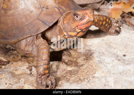 3-toed (trois doigts) box turtle, Terrapene carolina triunguis, originaire de centre-sud des États-Unis Banque D'Images