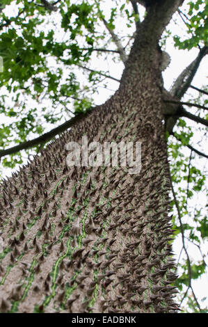 De Soie, arbre Ceiba speciosa, Bleu sujet. Banque D'Images