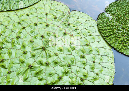 Euryale ferox Fox, écrou, Vert l'objet. Banque D'Images