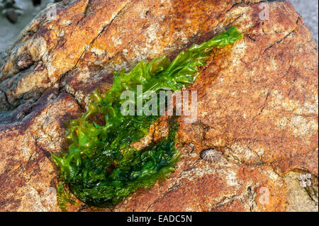 Gutweed / herbe varech (Enteromorpha intestinalis / Ulva intestinalis) algue verte s'est échoué sur les roches le long de la côte Banque D'Images