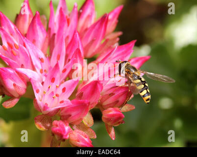 Sericomyia silentis Hover (fly) sur une fleur rose Banque D'Images