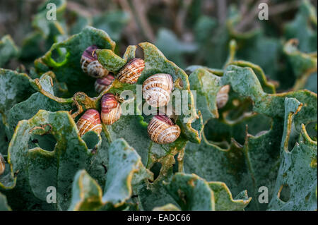 Colonie d'escargots de jardin blanc envahissantes / colline de sable blanc escargot escargots / Italien / zones côtières méditerranéennes (escargot Theba pisana) Banque D'Images