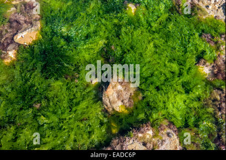 Laitue de mer (Ulva lactuca) et gutweed / herbe varech (Enteromorpha intestinalis / Ulva intestinalis) algue verte en piscine dans les rochers Banque D'Images