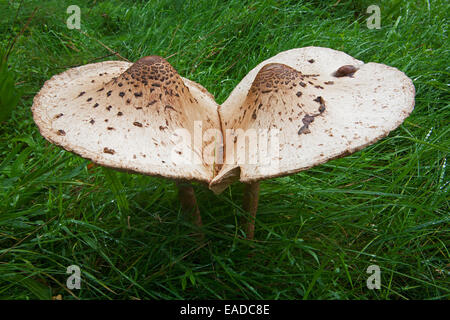 Deux champignons parasol (Macrolepiota procera / Lepiota procera), avec des plafonds fixés dans le pré Banque D'Images