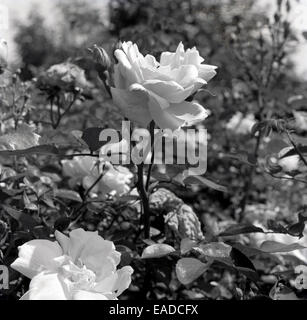 Historique Années 1950 Photo d'un jardin anglais en fleurs rose. Banque D'Images