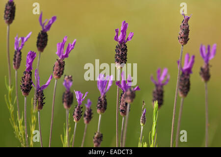 Anglais / Espagnol / lavande lavande lavande (Lavandula stoechas parées) en fleurs Banque D'Images