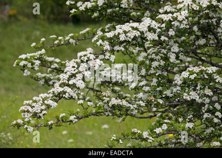 Aubépine lisse / anglais / Aubépine Aubépine forestiers / mayflower (Crataegus laevigata / Crataegus oxyacantha) épanouissement Banque D'Images