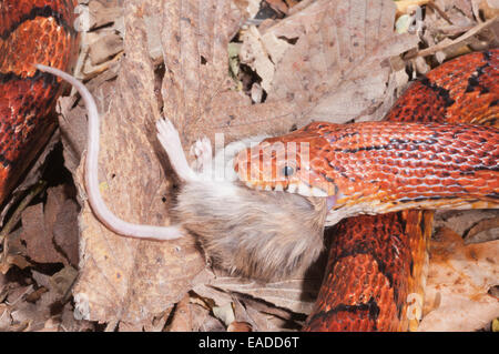 Okeetee Pantherophis guttatus, Red Rat, serpent, phase de couleur à partir de la Caroline du Sud ; il se nourrit de souris Banque D'Images