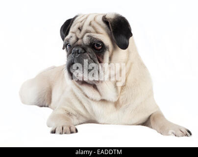 Le Pug Mâle avec fourrure de couleur crème, allongé sur une couverture blanche Banque D'Images