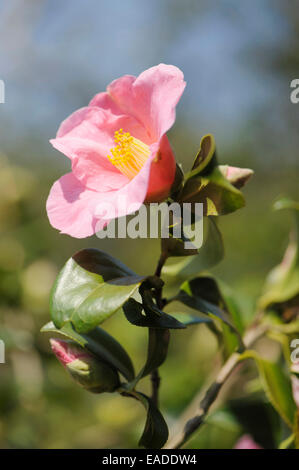 Camellia Camellia x williamsii, «don', objet rose, fond vert. Banque D'Images