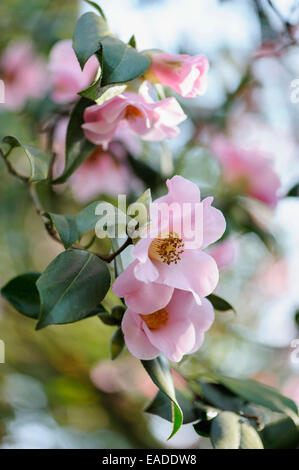 Camellia Camellia x williamsii, Philippa Forwood', 'l'objet Rose. Banque D'Images