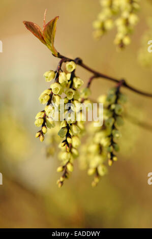 Hazel, parfumé, Hazel hiver Corylopsis glabrescens, crème de l'objet. Banque D'Images