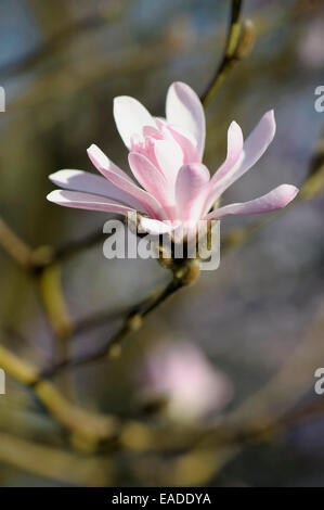 Magnolia, Magnolia stellata 'Jane Platt', Rose l'objet. Banque D'Images