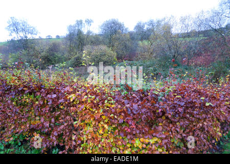 Temps d'automne novembre avec haie de hêtre dans un pays rural jardin conserve la plupart de ses couleurs or et bronze intense dans Carmarthenshire, West Wales, UK KATHY DEWITT Banque D'Images