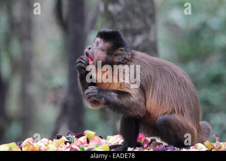 Capucin touffetée (apella cebus) en mangeant des fruits. Banque D'Images