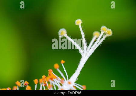 Close up white du carpelle ( Hibiscus Hibiscus flocon rosa sinensis ) Banque D'Images
