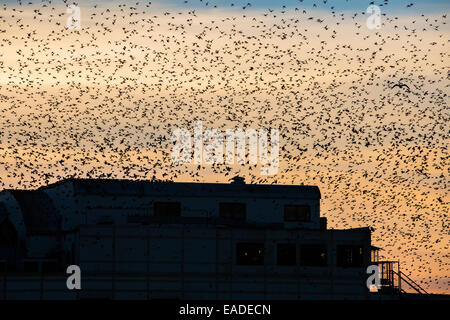 Un murmuration d'étourneaux sur Aberystwyth dans Ceredigion Banque D'Images
