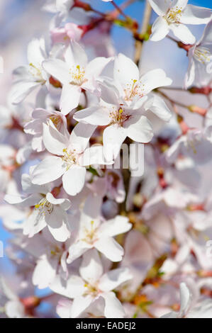 Cherry, cherry, rosebud tombantes Prunus pendula 'Pendula rosea', Rose l'objet. Banque D'Images