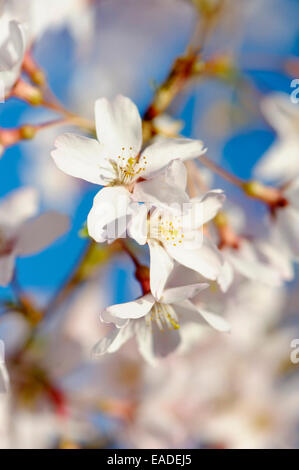 Cherry, cherry, rosebud tombantes Prunus pendula 'Pendula rosea', l'objet blanc. Banque D'Images