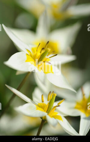 Tulip, Tulipa turkestanica, jaune sous réserve. Banque D'Images