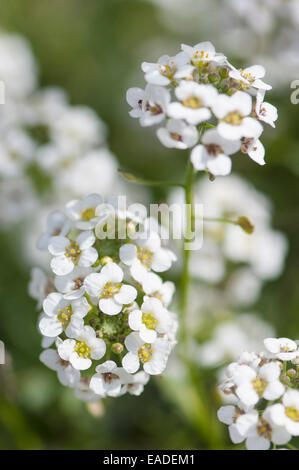 Alyssum maritimum Lobularia, Blanc, sous réserve. Banque D'Images